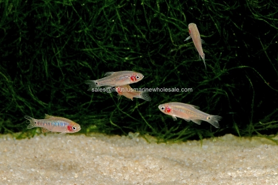 Picture of RASBORA: EMERALD DWARF *ON SPECIAL*