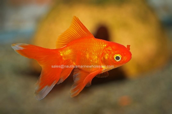 Picture of GOLDFISH: FANTAIL RED 2-2.5" *EDLP SPECIAL*
