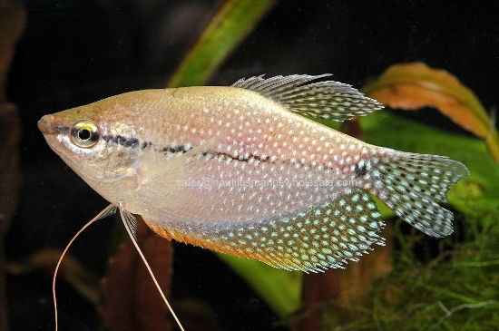 Picture of GOURAMI: PEARL LEERI *ON SPECIAL* (running small)
