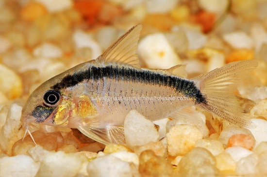 Picture of CORY: ARCUATUS LG