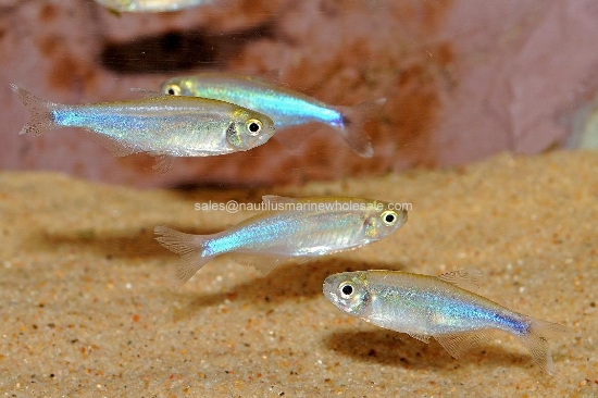 Picture of TETRA: BLUE 