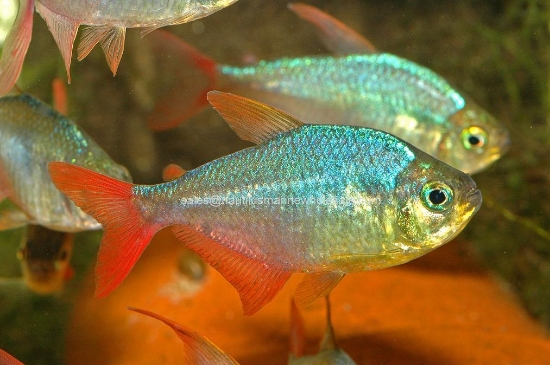 Picture of TETRA: COLOMBIAN *ON SPECIAL*
