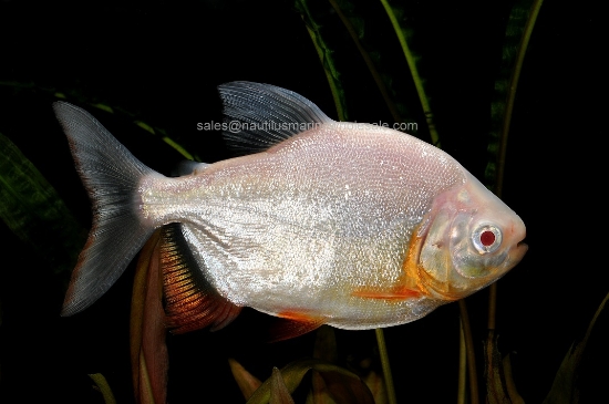 Picture of TETRA: PACU RED BELLY ALBINO LG *ON SPECIAL*