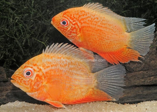 Picture of CICHLID: SEVERUM RED SPOT GOLD SELECT *ON SPECIAL*