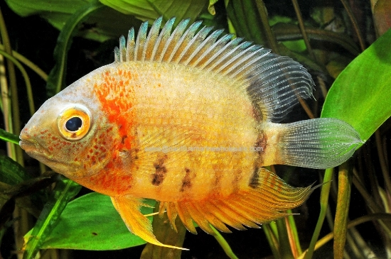 Picture of CICHLID: SEVERUM RAINBOW MED (FL)