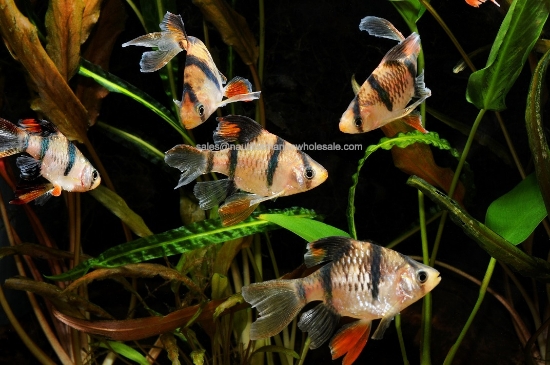 Picture of BARB: TIGER LONGFIN *ON SPECIAL*
