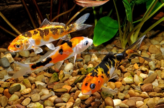 Picture of KOI: 5-6" *ON SPECIAL*