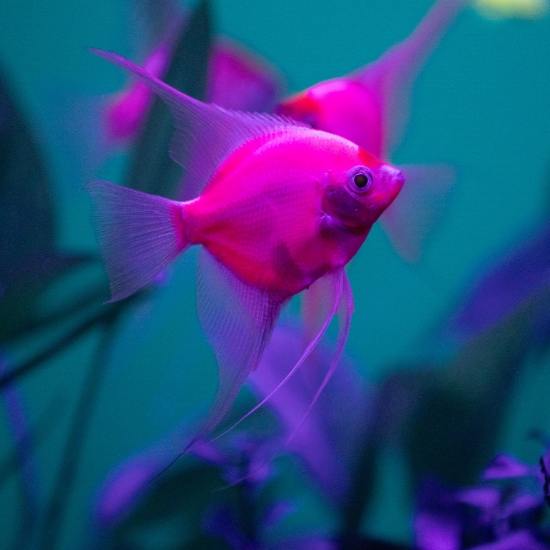 Picture of GLOFISH® ANGEL STARFIRE RED® 