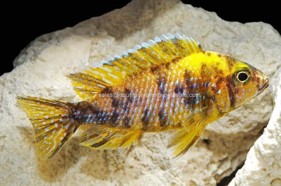 Picture of AFRICAN: PEACOCK YELLOW OB MALE MD *ON SPECIAL*